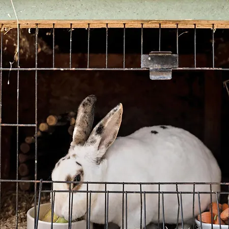 Lägenhet - Arzgebirg